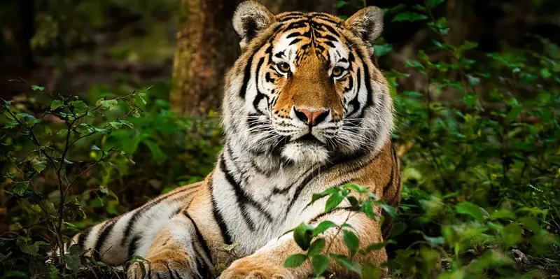 Cacería contrarreloj: Intentan capturar a tigre que mató a dos personas en India