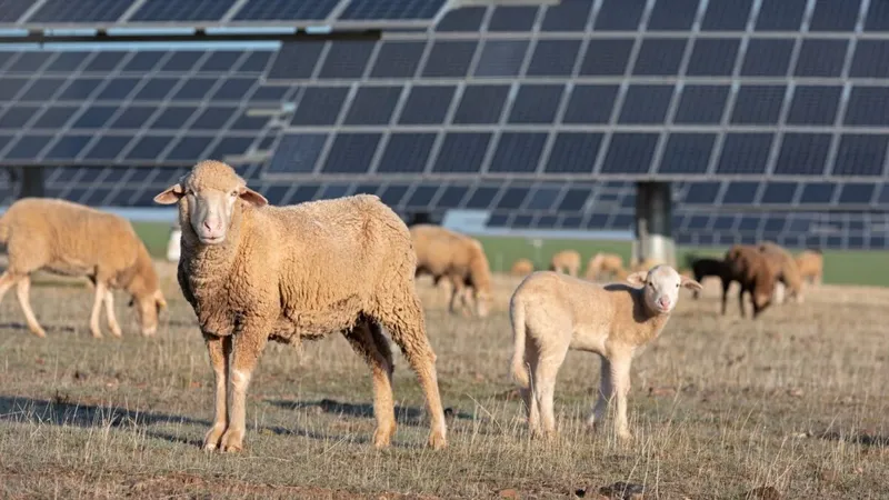 Dejó de sembrar 12 hectáreas y ahora gana hasta 54.000 dólares al año: el negocio de alquilar el campo a la energía solar
