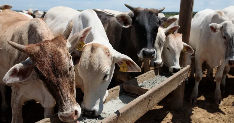 Brasil podría liderar estándares globales para el comercio de soya y carne sin deforestación, según WRI