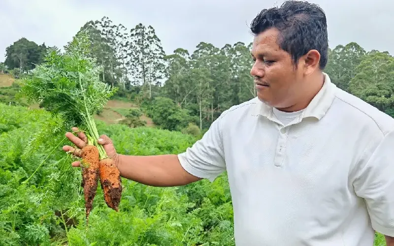 Producción de Zanahoria en agosto