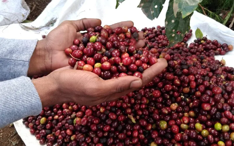 Nicaragua presentará Plan de Protección y Seguridad de la Cosecha Cafetalera 2026-2027