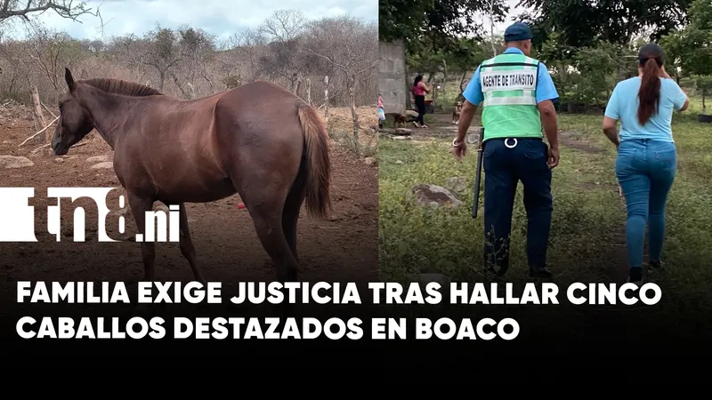 Consternación por cinco caballos destazados en San José de los Remates, Boaco