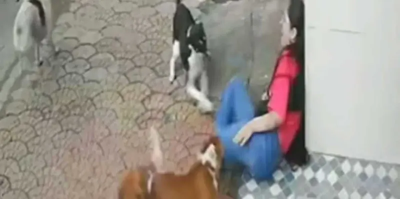 Terror en India: manada de 15 perros callejeros ataca a estudiante