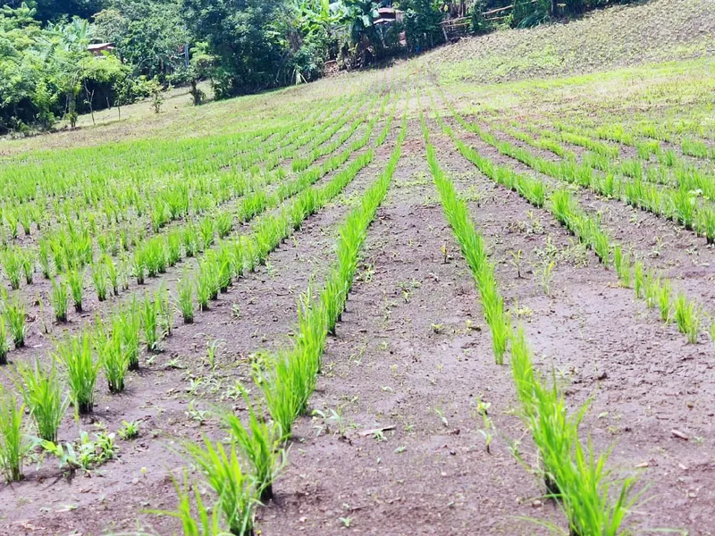 Avance siembra de arroz secano en julio 2026