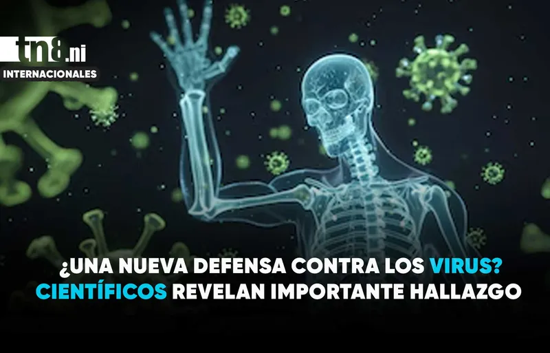 Científicos descubren cómo potenciar las defensas antivirales del organismo