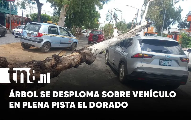 Tremendo susto en pista El Dorado: árbol se desploma sobre un carro