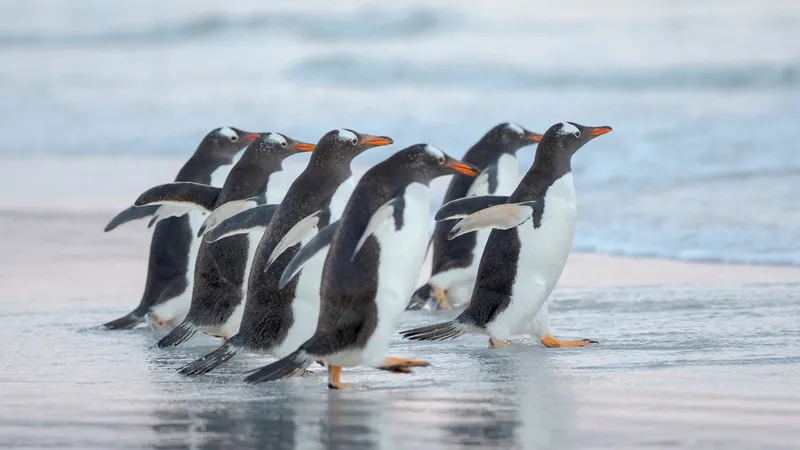 Descubren una nueva especie de pingüino por primera vez en más de 100 años