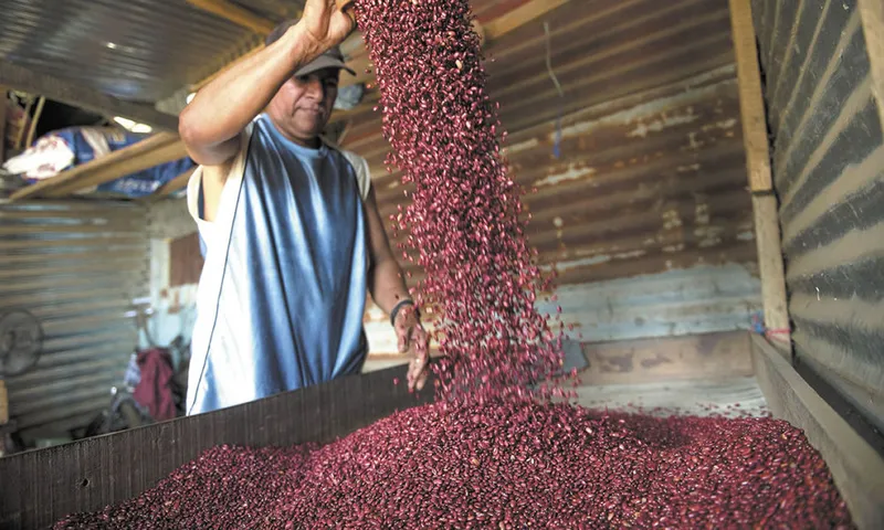 Producción agropecuaria fortalece el abastecimiento y la seguridad alimentaria