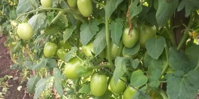 Tomate nicaragüense alcanza una producción de 272,900 quintales y fortalece su potencial exportador