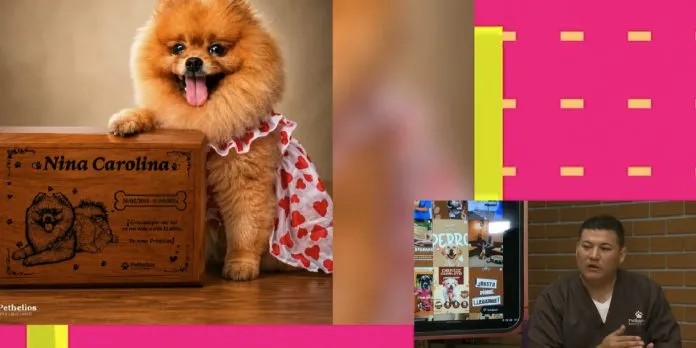 ¿Sabías que desde Nicaragua se puede cremar a tus mascotas?