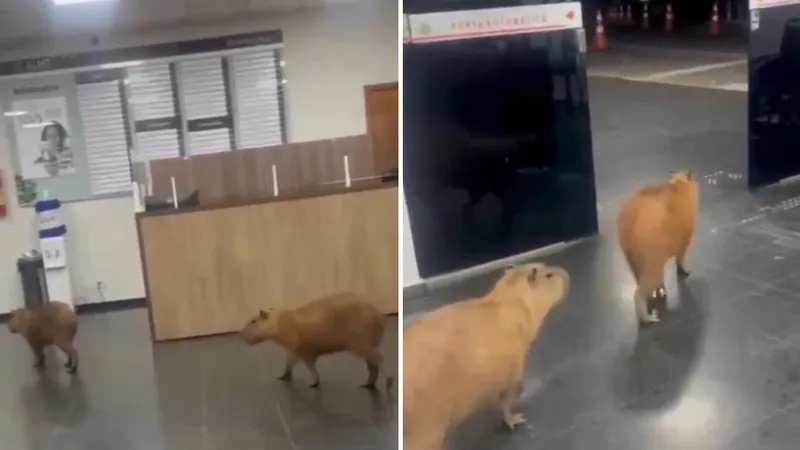 Visitantes inesperados se cuelan en una oficina gubernamental en plena sesión de votación (VIDEO)