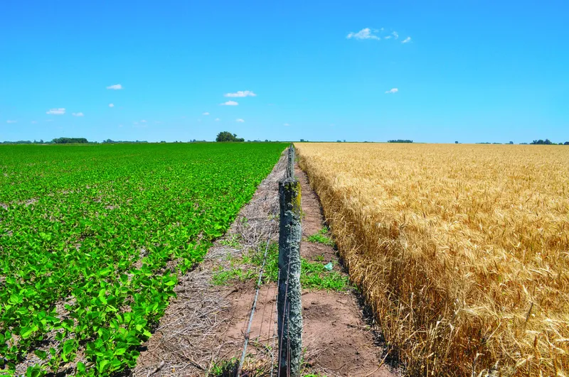 La producción de trigo y maíz en Bolivia no cubre el consumo y agrava la dependencia de las importaciones