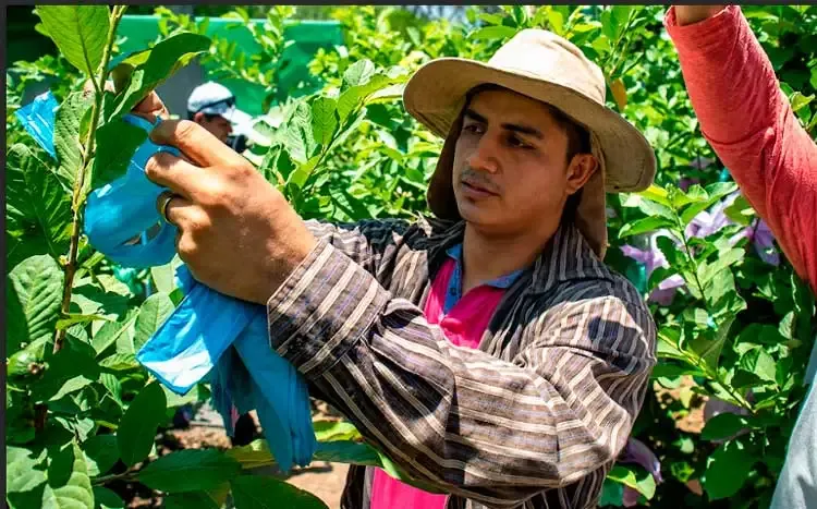OIEA reconoce compromiso del GRUN con la seguridad alimentaria