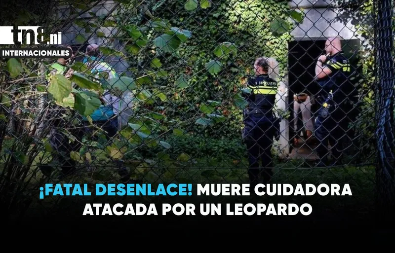 ¡Tragedia en Países Bajos! Muere cuidadora tras ser atacada por un leopardo persa