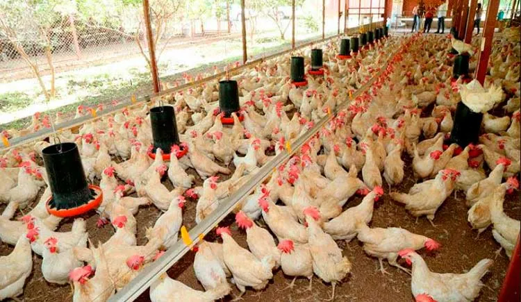 Significativa producción de carne de pollo