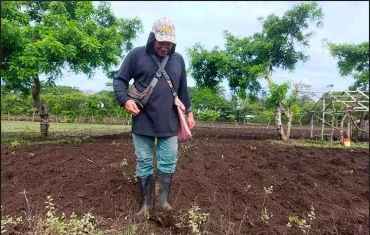 Miles de familias productoras se preparan para la siembra de maíz