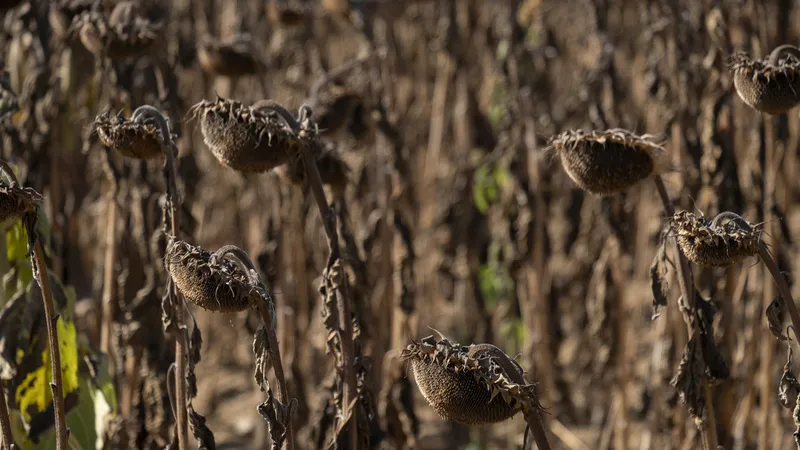 Determinan la fecha en la que desaparecerán las últimas plantas en la Tierra