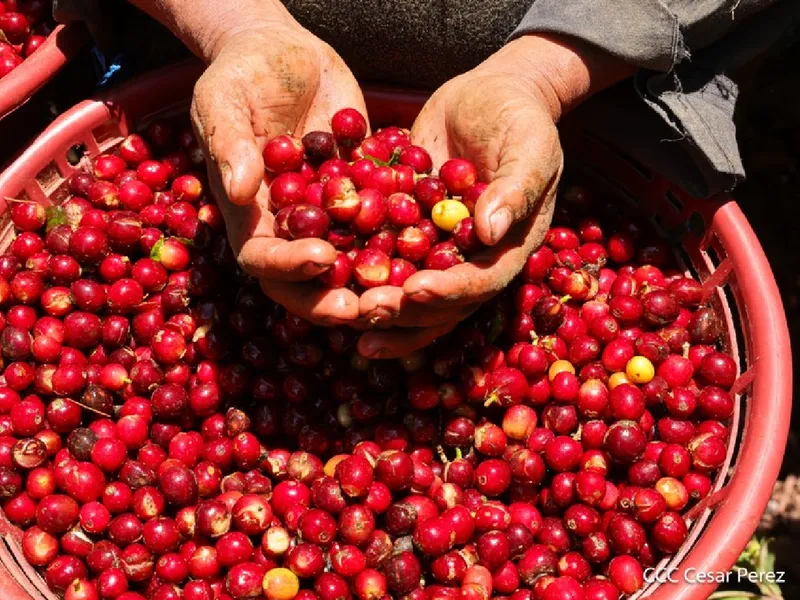 Productores Contarán con Plan de Protección para la Cosecha Cafetalera 2026-2027