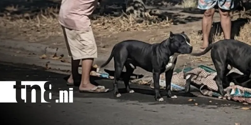 ¡Perro suelto en Valles de Sandino! Pitbull atemoriza a pobladores (VIDEO)