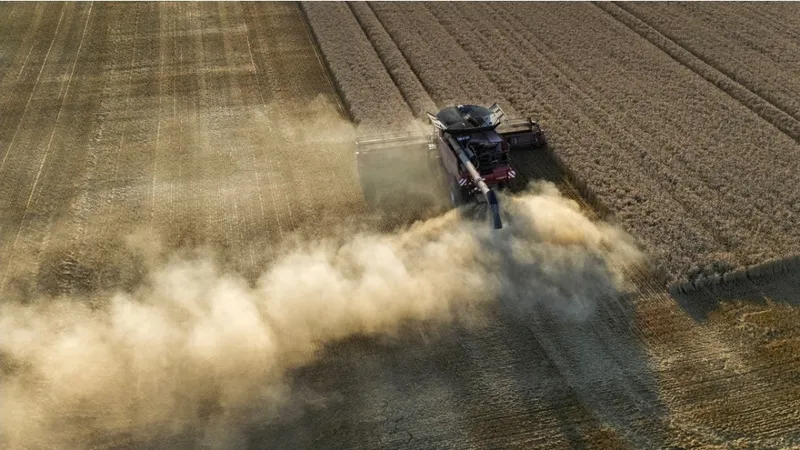 Golpe al campo europeo: la ola de calor dejó pérdidas millonarias en la cosecha de cereales