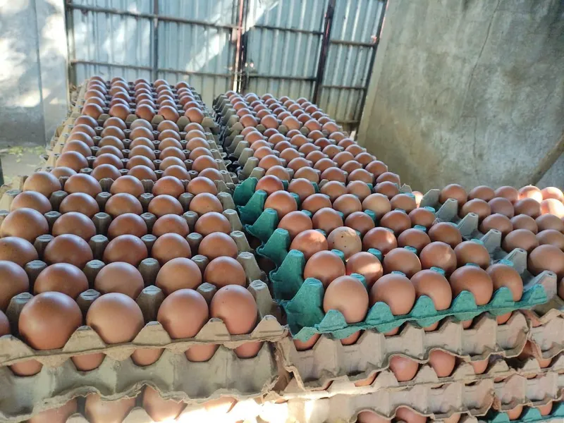 Más de 16 millones de cajillas de huevo se produjeron en Nicaragua entre enero y mayo