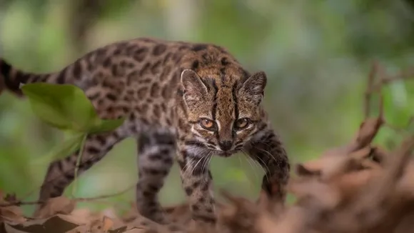 Un siglo después, la ciencia identifica una nueva especie de felino: ¿Qué escondía su ADN?