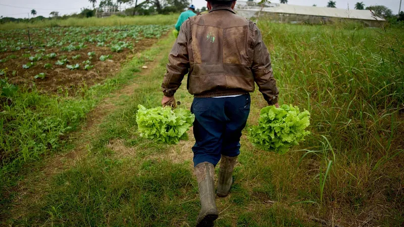 Cuba reforma el sector agrícola ante la necesidad de incrementar la producción de alimentos