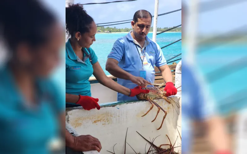 Fortalecemos monitoreo de langosta del Caribe