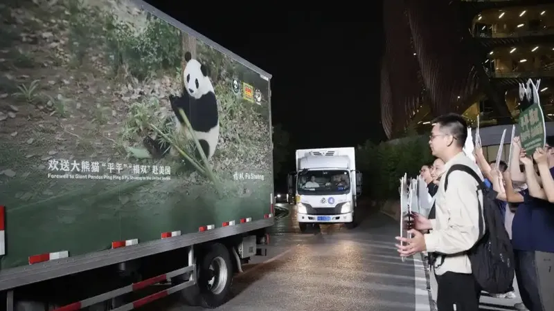 Pareja de pandas gigantes parte hacia el Zoológicode Atlanta, donde permanecerá 10 años