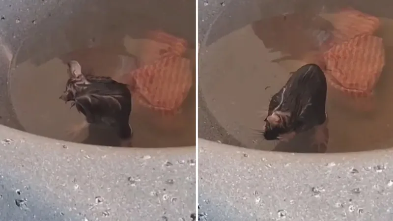 Ratón es captado dándose un buen baño en una tina