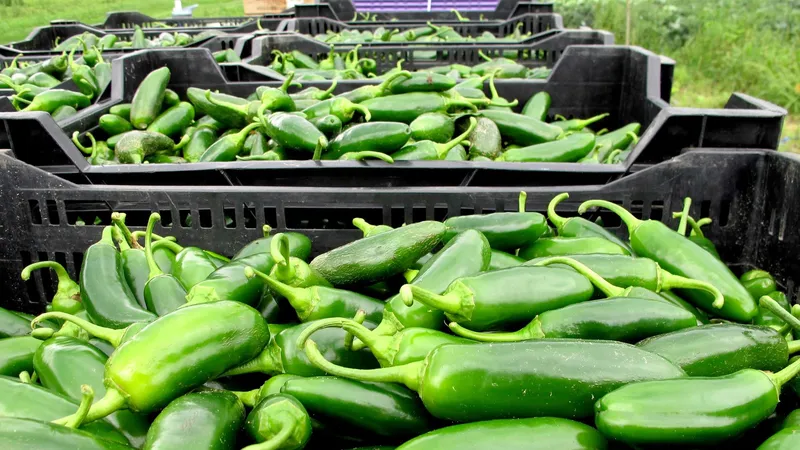 México descarta presencia de salmonela en chiles jalapeños