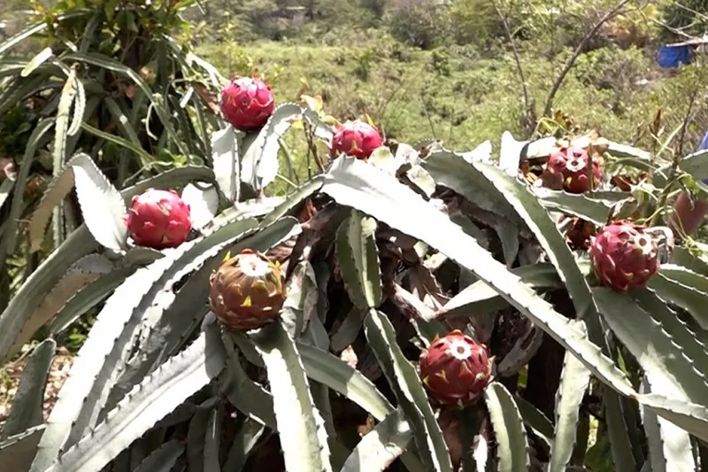 Pitahaya nica conquista mercados internacionales gracias a su calidad