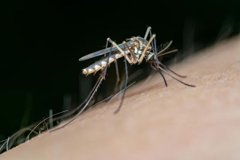 Adiós a los mosquitos: aprende el truco del papel higiénico
