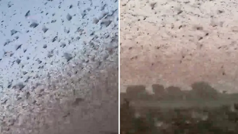 VIDEO: Escenas apocalípticas de una invasión de langostas