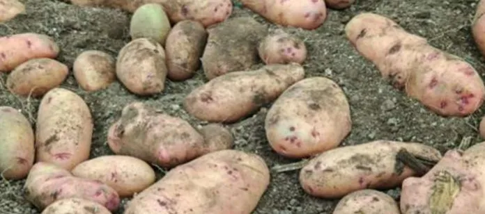 Producción de papa fortalece la economía y el abastecimiento alimentario de Nicaragua