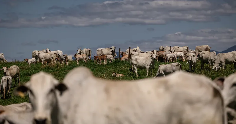 Brasil puede beneficiarse de las medidas de Trump para contener el alza de la carne en EE.UU.