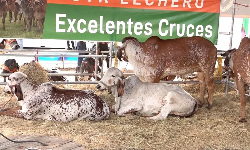 Familias disfrutan del rodeo y la gastronomía en la Feria Ganadera 2026