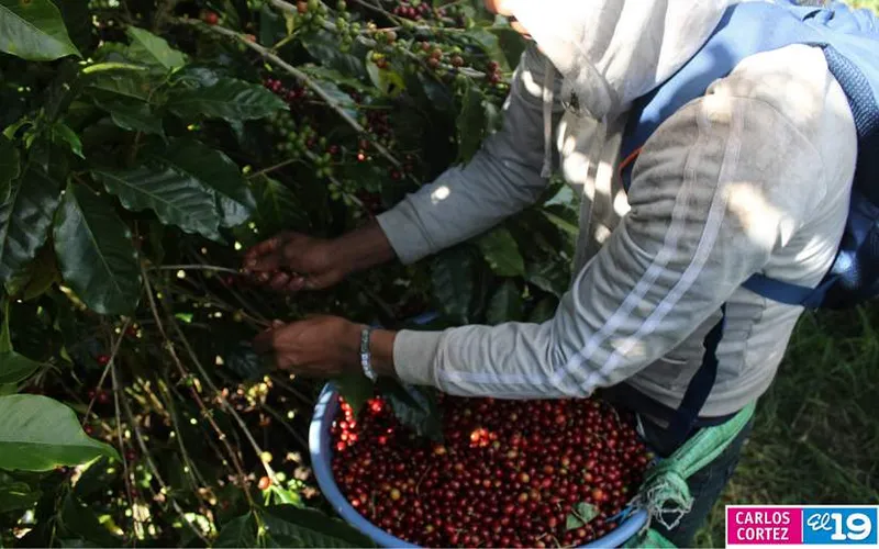 CONATRADEC proyecta meta de 3 millones de quintales de café