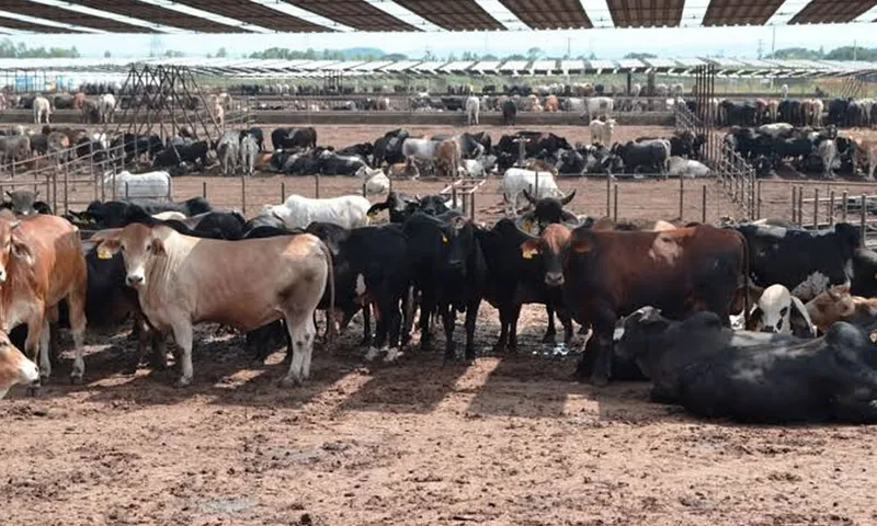 Producción bovina alcanza 177.8 millones de libras de carne en Nicaragua