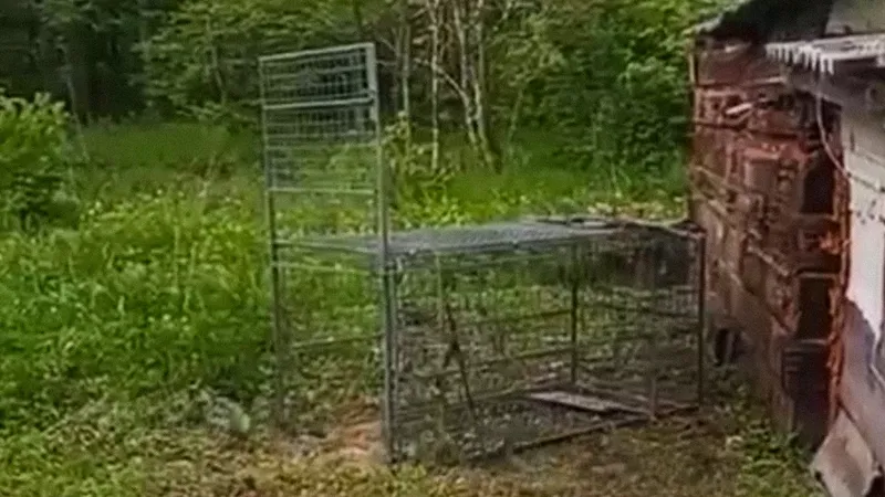 VIDEO: Quieren cazar un leopardo y se llevan una sorpresa