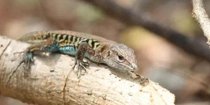 Jornada ambiental promueve protección de la biodiversidad en el Volcán Masaya