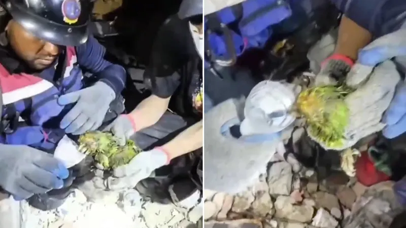 Panchito el loro sobrevive varios días dentro de los escombros en la Guaira