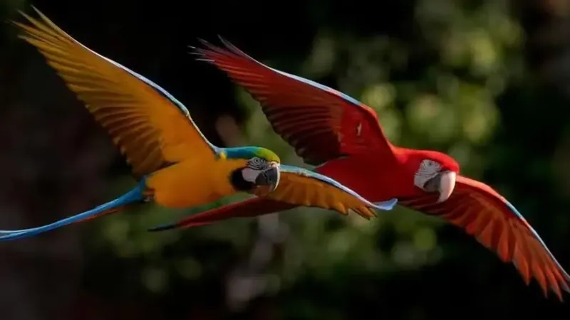 Guacamaya rechazada por su bandada aprende otra ‘lengua’ y conforma una rara pareja animal