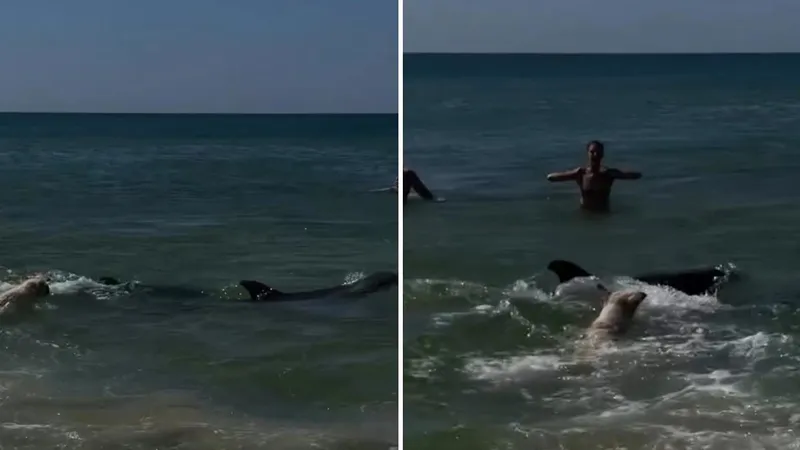 "Inesperado compañero de natación": perrito se lanza al mar para nadar y jugar con un grupo de delfines (VIDEO)