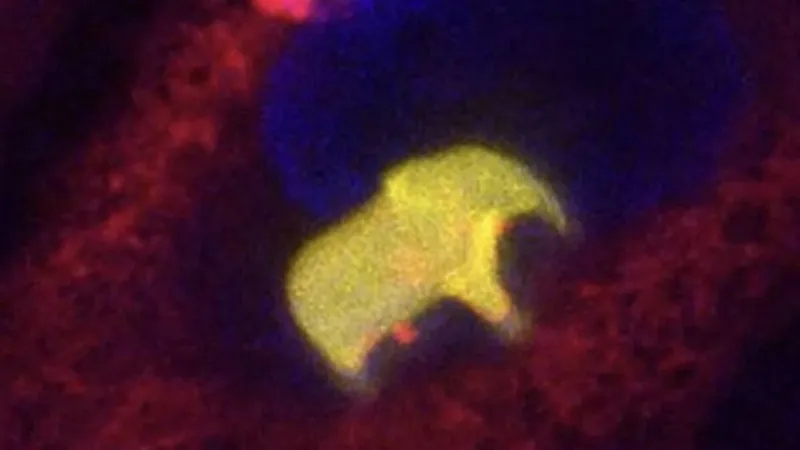 Un elefante de 10 micrómetros acaba de cruzar una frontera que parecía imposible para la impresión 3D. Lo fabricaron dentro de una célula humana viva y esta continuó funcionando y dividiéndose
