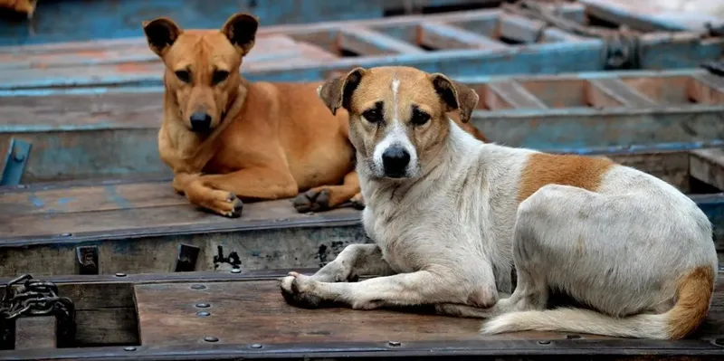 India autoriza eutanasia de perros callejeros considerados peligrosos