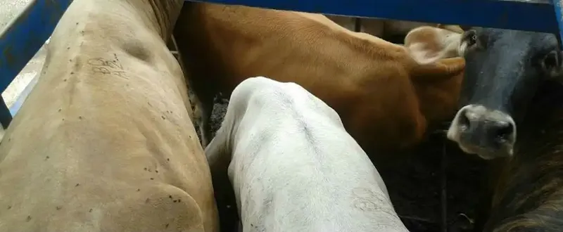 Investigan robo de ganado valorado en 80 mil córdobas en San Rafael del Norte