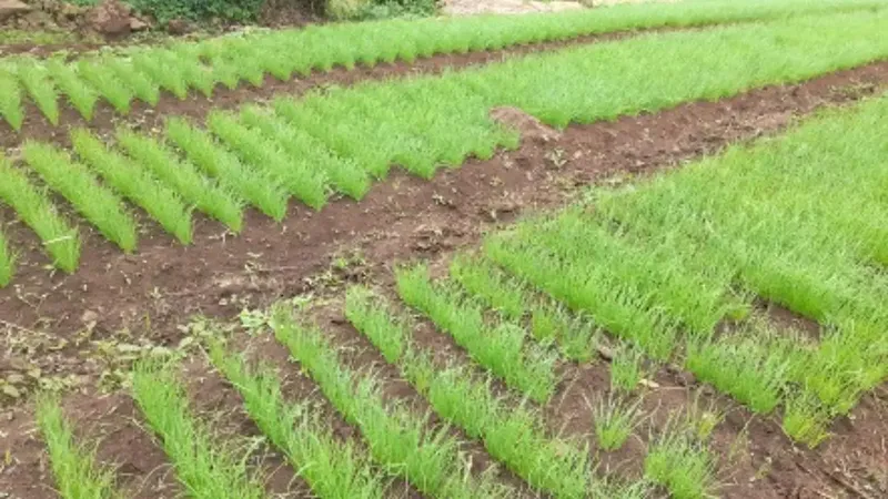 Producción de arroz de secano fortalece la seguridad alimentaria y la economía de Nicaragua