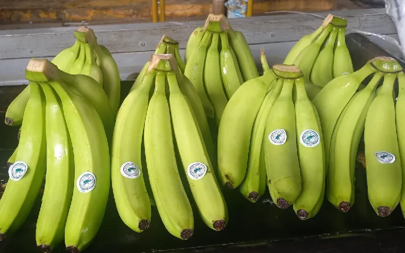 Producción de banano de exportación a abril 2026