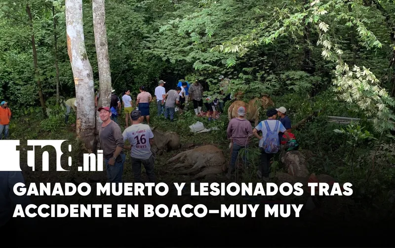 Accidente en carretera Boaco – Muy Muy deja dos lesionados y varias reses muertas
